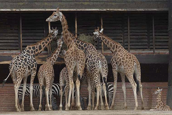 Geschichte von Reichenberg
